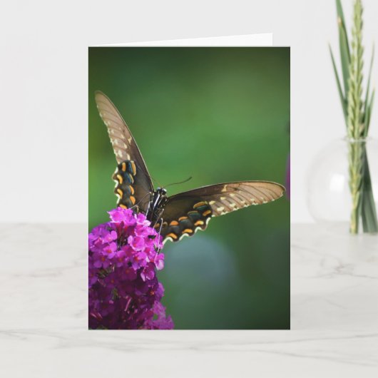 Papillon, carte (Devant)