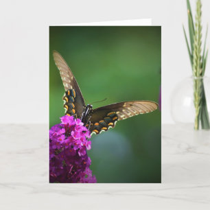 Papillon, carte