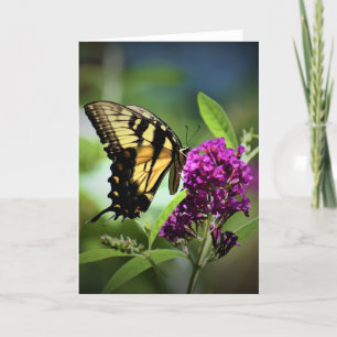Papillon, carte