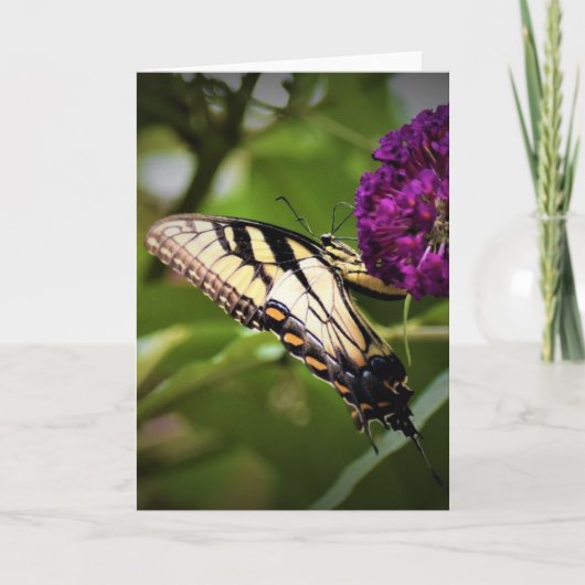 Papillon, carte (Devant)