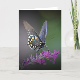 Papillon, carte