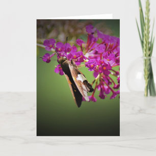 Papillon, carte