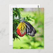 Papillon - cartes postales (Devant / Derrière)