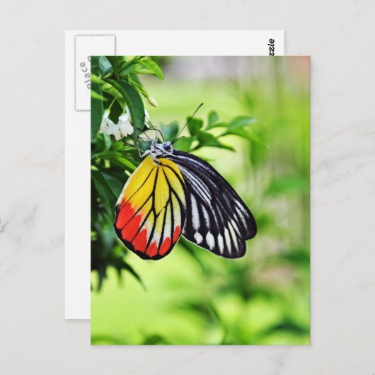 Papillon - cartes postales (Devant / Derrière)