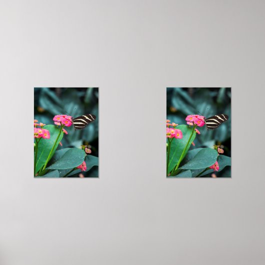 papillon coloré dans le jardin (Recto)