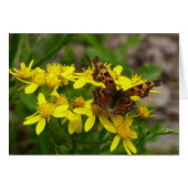 Papillon Comma dans le parc national des Glaciers (Devant horizontal)