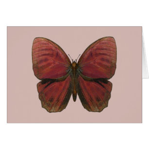 Papillon Coq Rouge