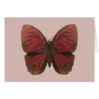 Papillon Coq Rouge