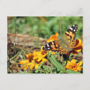 Papillon dame peint sur la carte postale Zinnia