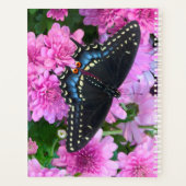 Papillon damier de Baltimore (Dos)