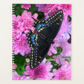 Papillon damier de Baltimore (Devant)