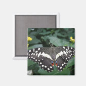 Papillon de chaux et fleurs Magnet (Recto/Verso)