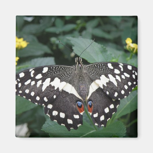 Papillon de chaux et fleurs Magnet (Devant)