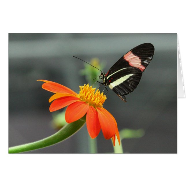 Papillon de facteur (Devant horizontal)