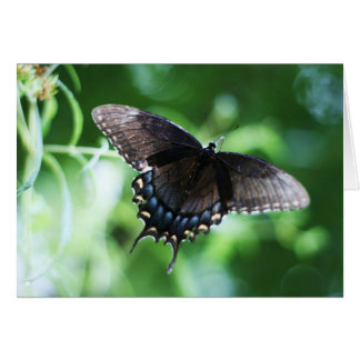 "papillon de jardin" van Larry Coressel