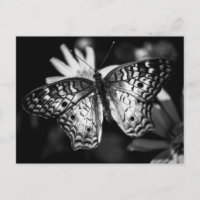 Papillon de la Dame peint - Carte postale
