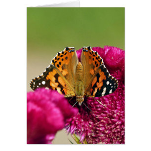 Papillon de la Dame peinte