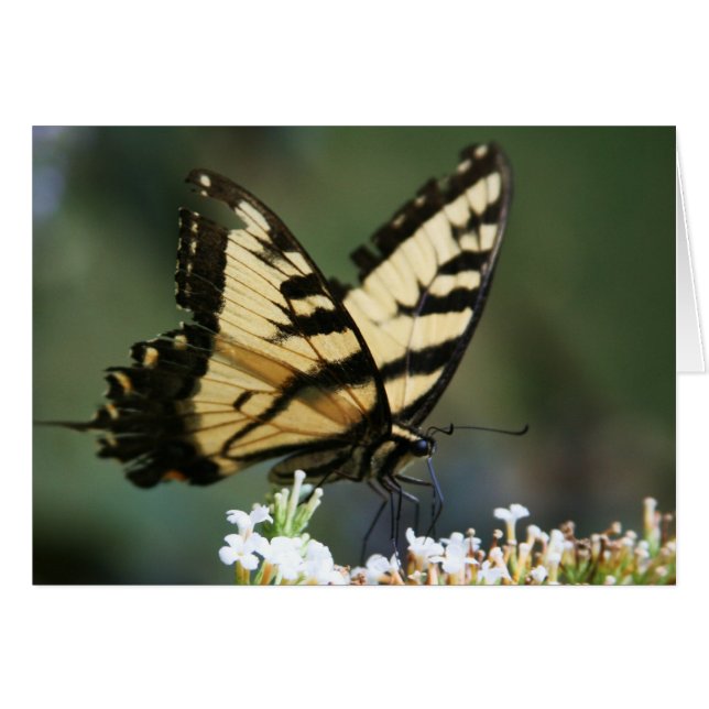 "papillon" de Larry Coressel (Devant horizontal)