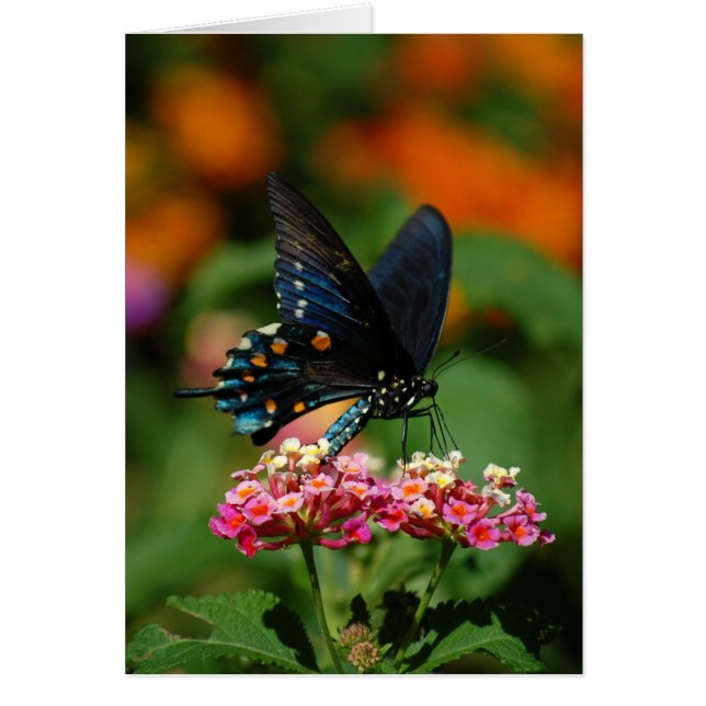 Papillon de machaon de Pipevine (Devant)