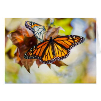 Papillon de monarque