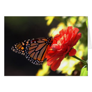 Papillon de monarque sur le Zinnia rouge