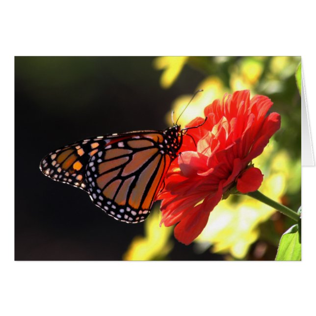 Papillon de monarque sur le Zinnia rouge (Devant horizontal)