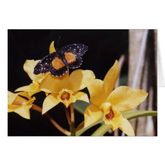 Papillon de patchs Crimson