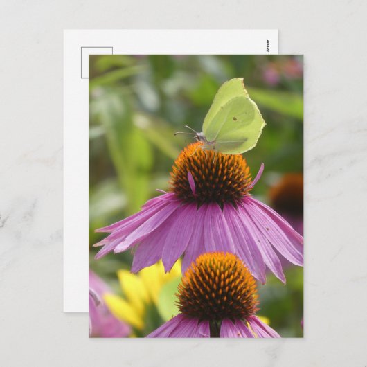 Papillon de pierre commune sur carte postale do-it (Devant / Derrière)