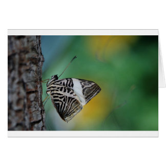 Papillon de tigre noir et blanc