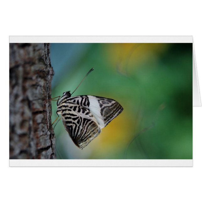 Papillon de tigre noir et blanc (Devant horizontal)