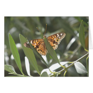 Papillon d'empereur de Hackberry