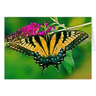 Papillon d'épaisse du tigre oriental