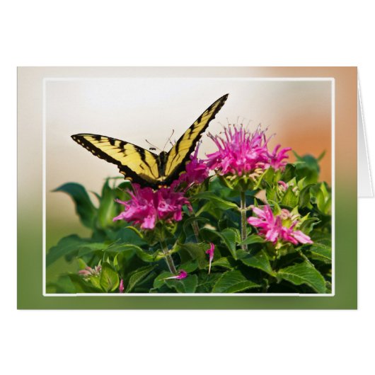 Papillon d'épaisse du tigre oriental (Devant horizontal)