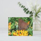 Papillon des cheveux ~ carte postale (Debout devant)