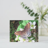Papillon Diana ~ carte postale (Debout devant)