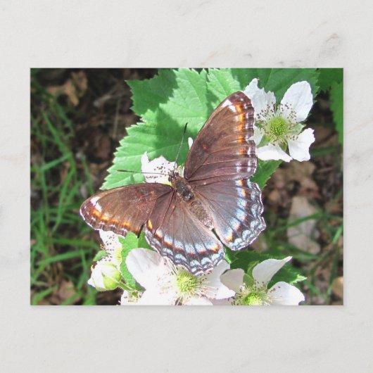 Papillon Diana ~ carte postale (Devant)