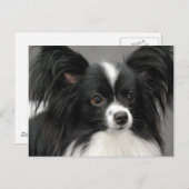 Papillon Dog Briefkaart (Voorkant / Achterkant)