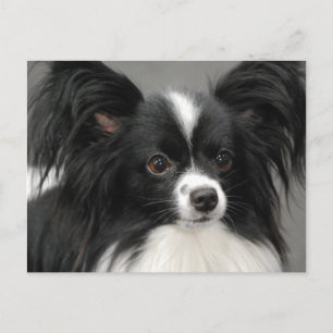 Papillon Dog Briefkaart