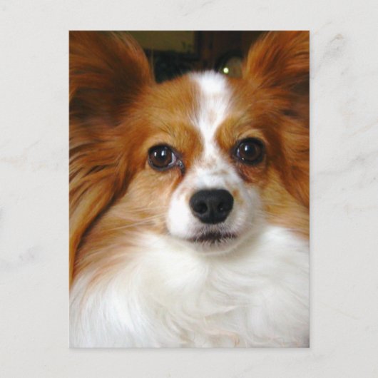 Papillon Dog Briefkaart (Voorkant)