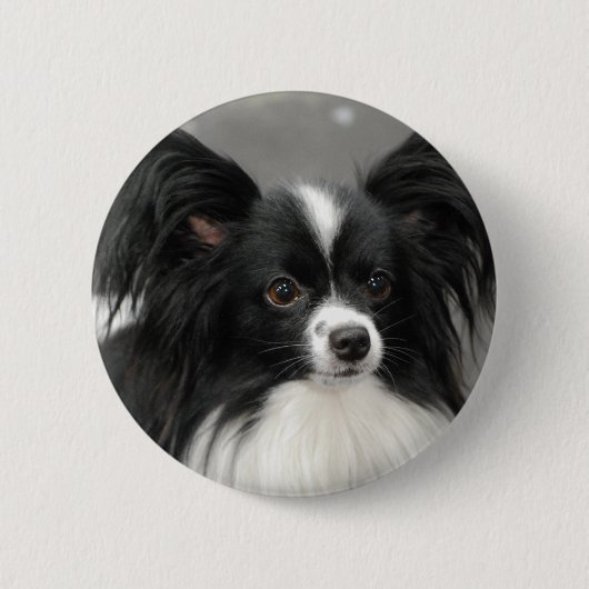 Papillon Dog Button (Voorkant)
