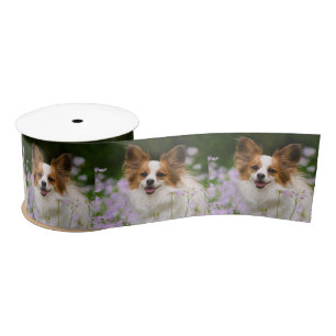 Papillon Dog Cute Romantic Portrait Animal Foto - Lint