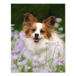 Papillon Dog Cute Romantic Portrait Foto - Afdruk