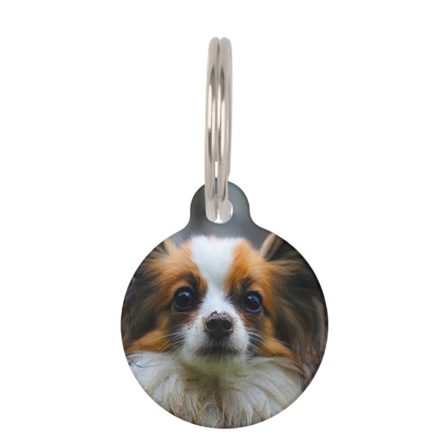 Papillon Dog. Huisdierpenning (Voorkant)