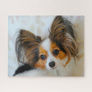 Papillon Dog. Legpuzzel