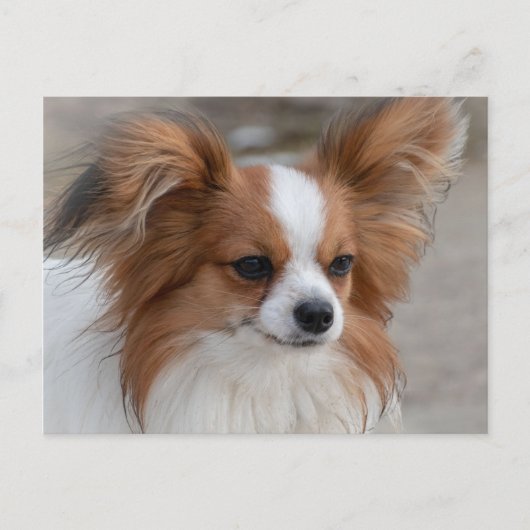 Papillon Dog Portrait Briefkaart (Voorkant)