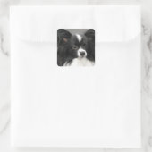 Papillon Dog Stickers (Tas)