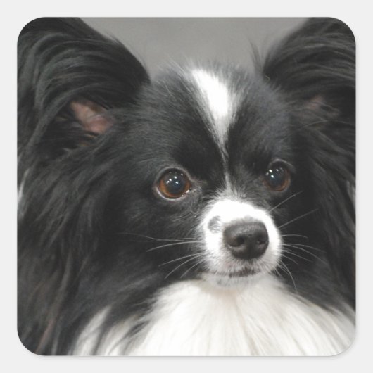 Papillon Dog Stickers (Voorkant)