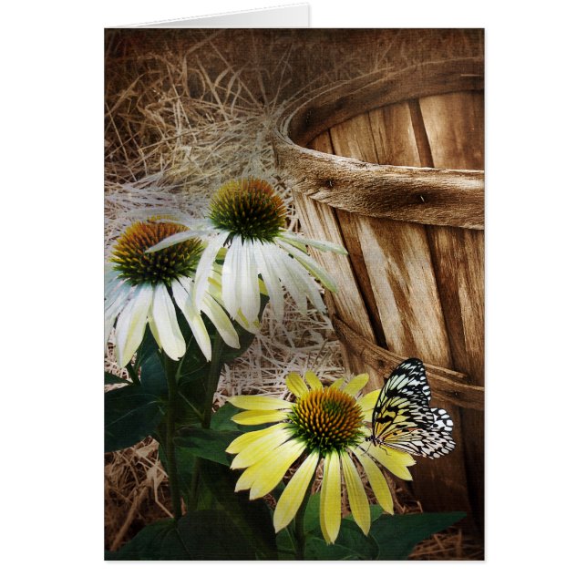 Papillon du pays (Devant)