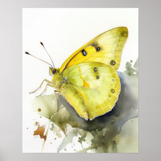 Papillon en soufre sans nuages Art Imprimer Poster (Devant)