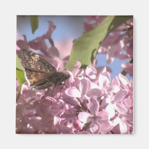 Papillon et aimant Lilac